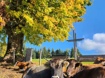 Bild 25 aus  Blickfang Bregenzerwald