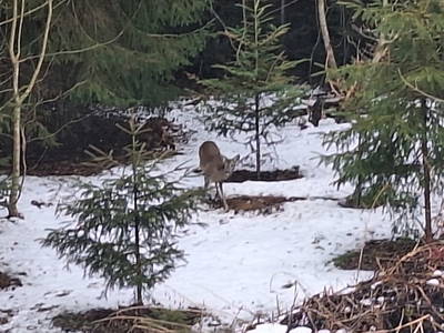 Bild 140 aus  Vögelhof