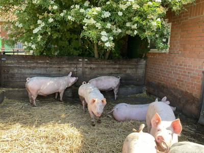 Bild 19 aus  Neulandhof-Spöring