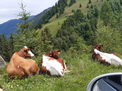 Bild 62 aus  Hoislbauernhütte