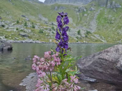 Bild 71 aus  Almhütte Pucher
