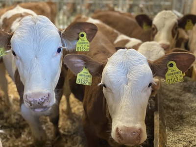 Bild 156 aus  Erbhof Hinting + Appartementhaus Hinting