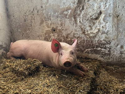 Bild 27 aus  Ferienhaus Klampfl