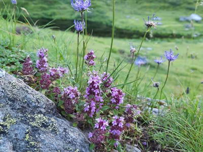 Bild 91 aus  Almhütte Pucher
