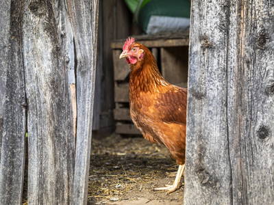 Bild 12 aus  Schobergut