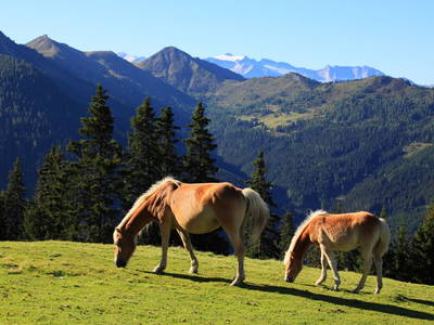 Bild 37 aus  Palfenhof