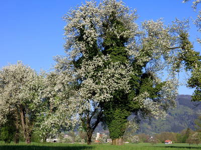 Bild 101 aus  Bammer im Herndlberg