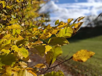 Bild 168 aus  Zehentnerhof
