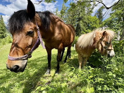 Bild 74 aus  Selbstversorgerhaus Vordersattlegg