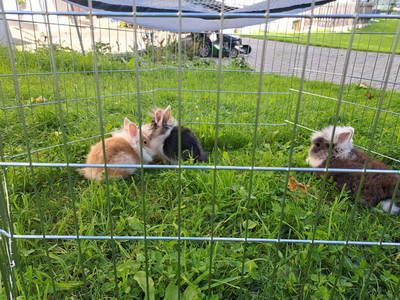 Bild 40 aus  Ferienwohnung Hettlgrub