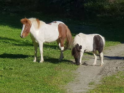 Bild 62 aus  Pöllitzgut