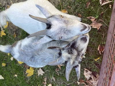 Bild 26 aus  Hirzhof