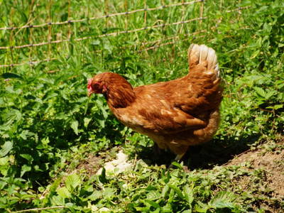 Bild 51 aus  Pfannreithof