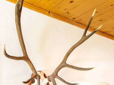 Bild 100 aus  Reitlhof am Sonnenhang   Bio-Bergbauernhof bei Salzburg 