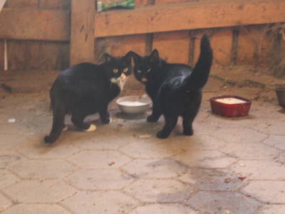 Bild 36 aus  Woferlhof