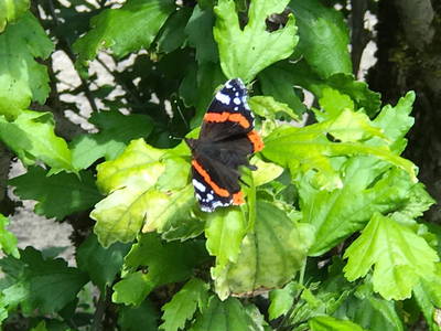 Bild 42 aus  Le Colombié - Ferienhäuser an der Dordogne mieten