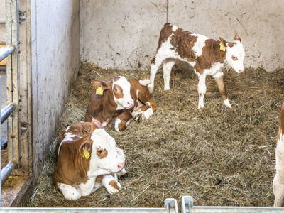 Bild 109 aus  Klinglerbauer