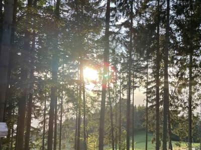 Bild 115 aus  Almhaus Bachler