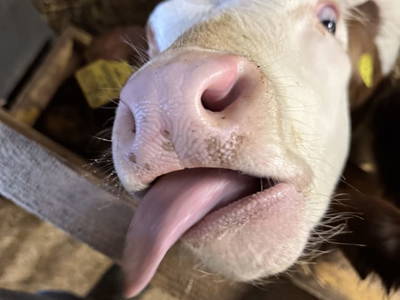 Bild 167 aus  Erbhof Hinting + Appartementhaus Hinting