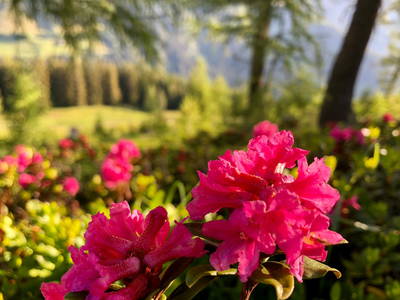 Bild 2 aus  Wallneralm