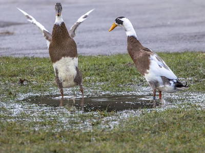 Bild 53 aus  Tannenhof