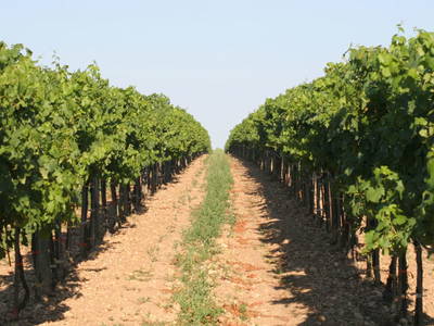 Bild 103 aus  Schmankerl und Gast Heiderer