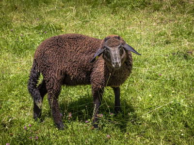 Bild 84 aus  Mittergasteg