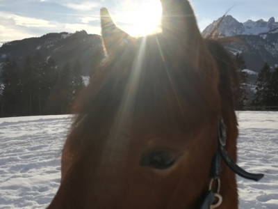 Bild 106 aus  Maierlehen