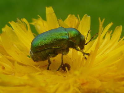 Bild 116 aus  Familienbauernhof mit Märchenkulisse - ZITTRAUERHOF