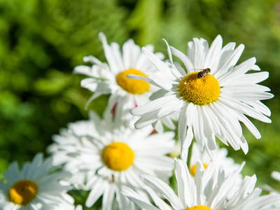 Bild 30 aus  LandSelection  *  WAIBELHOF *  AllgäuerAlpenWellness