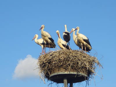 Bild 32 aus  Pension & Wellness am Storchennest