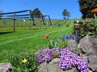 Bild 47 aus  Weingut Dietl - Der Abdruck des Genusses ****