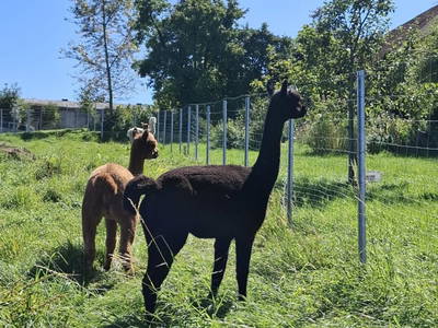Alpakas
