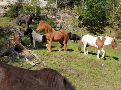 Bild 64 aus  Pöllitzgut