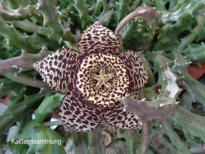 Bild 18 aus  Gästehaus Schlossblick