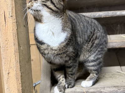 Bild 14 aus  S'Landhäuschen