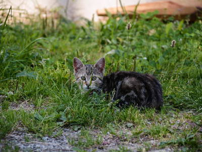 Bild 59 aus  Almhof Unterranner