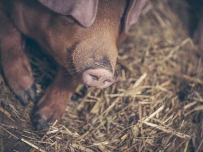 Bild 28 aus  Farm Resort Geislerhof - Private Chalets