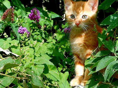 Bild 101 aus  Bergbauernhof Brandgut