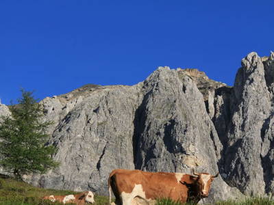 Bild 61 aus  Schwarzenbichlalm