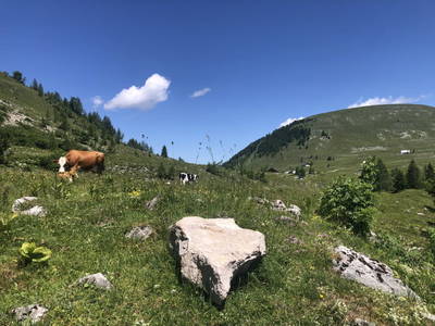 Bild 13 aus  Almchalet - Hirterhütte Trattbergalm
