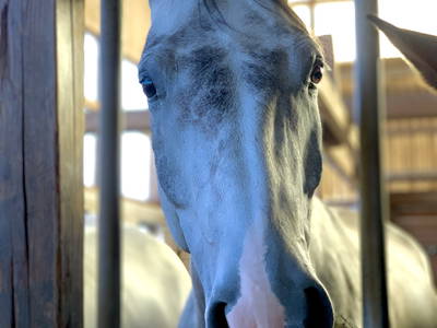 Bild 7 aus  Reitschule Fuchsenhof FN
