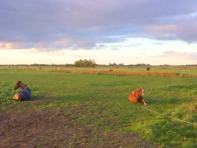 Bild 29 aus  Küstenhof Oldewurtel