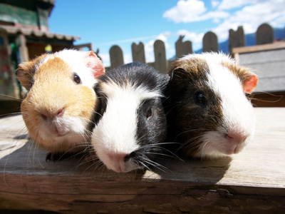 Bild 52 aus  Bergbauernhof Stauder, vlg. Oberrauter