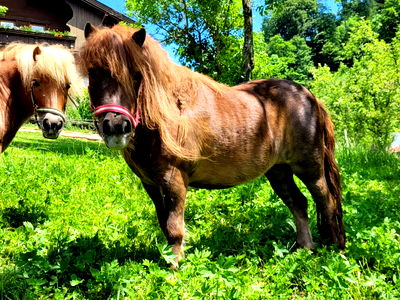 Bild 92 aus Baby und Kinderbauernhof Happmannhof