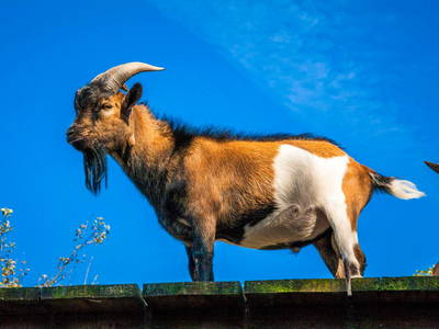 Bild 40 aus  Greischbergerhof