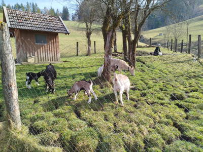 Bild 30 aus  Oberrehau