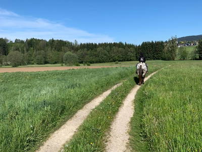 Bild 57 aus  Bio- und Reiterhof Gollner