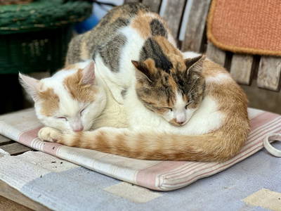 Bild 22 aus  Rutarhof