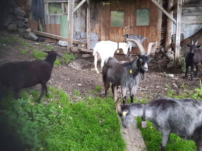 Bild 48 aus  Familienbauernhof Winkelhof